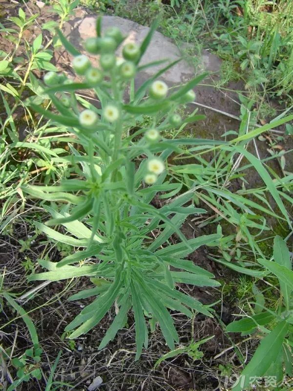 难以分辨的小飞蓬小飞蓬一年蓬苏门白酒草香丝草