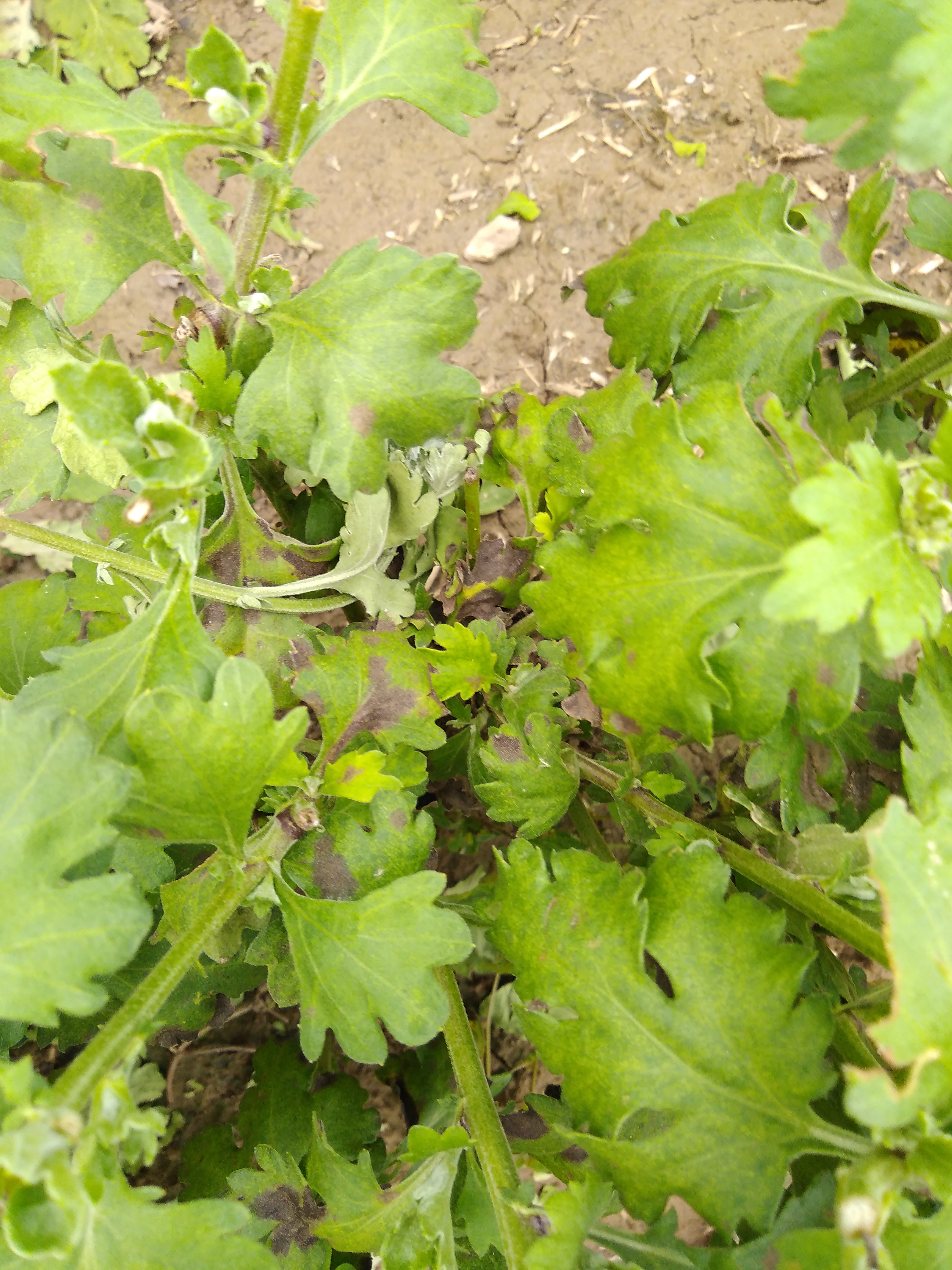 非洲菊疫病花叶图片图片