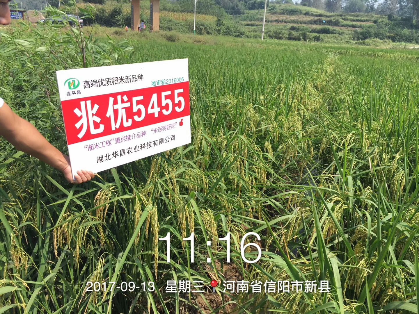 高端优质稻兆优5455湘米工程首推品种政府年采购量70万斤