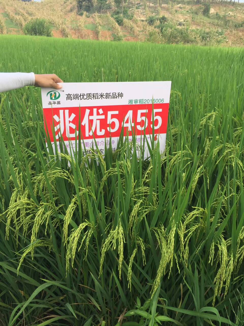 高端优质稻兆优5455湘米工程首推品种政府年采购量70万斤