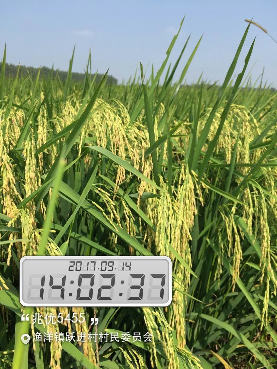 高端优质稻兆优5455湘米工程首推品种政府年采购量70万斤