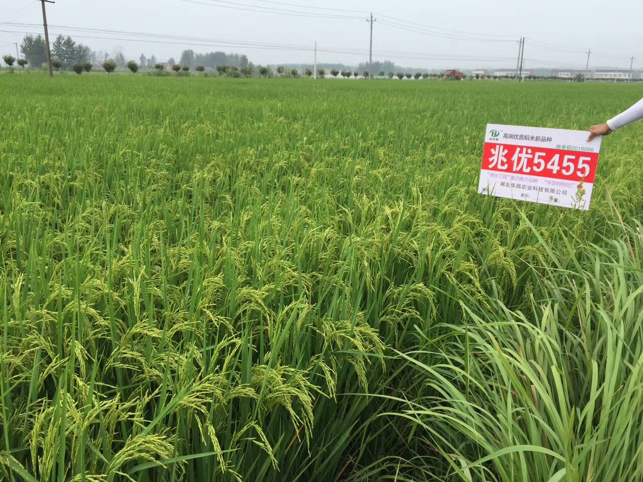 高端优质稻兆优5455湘米工程首推品种政府年采购量70万斤
