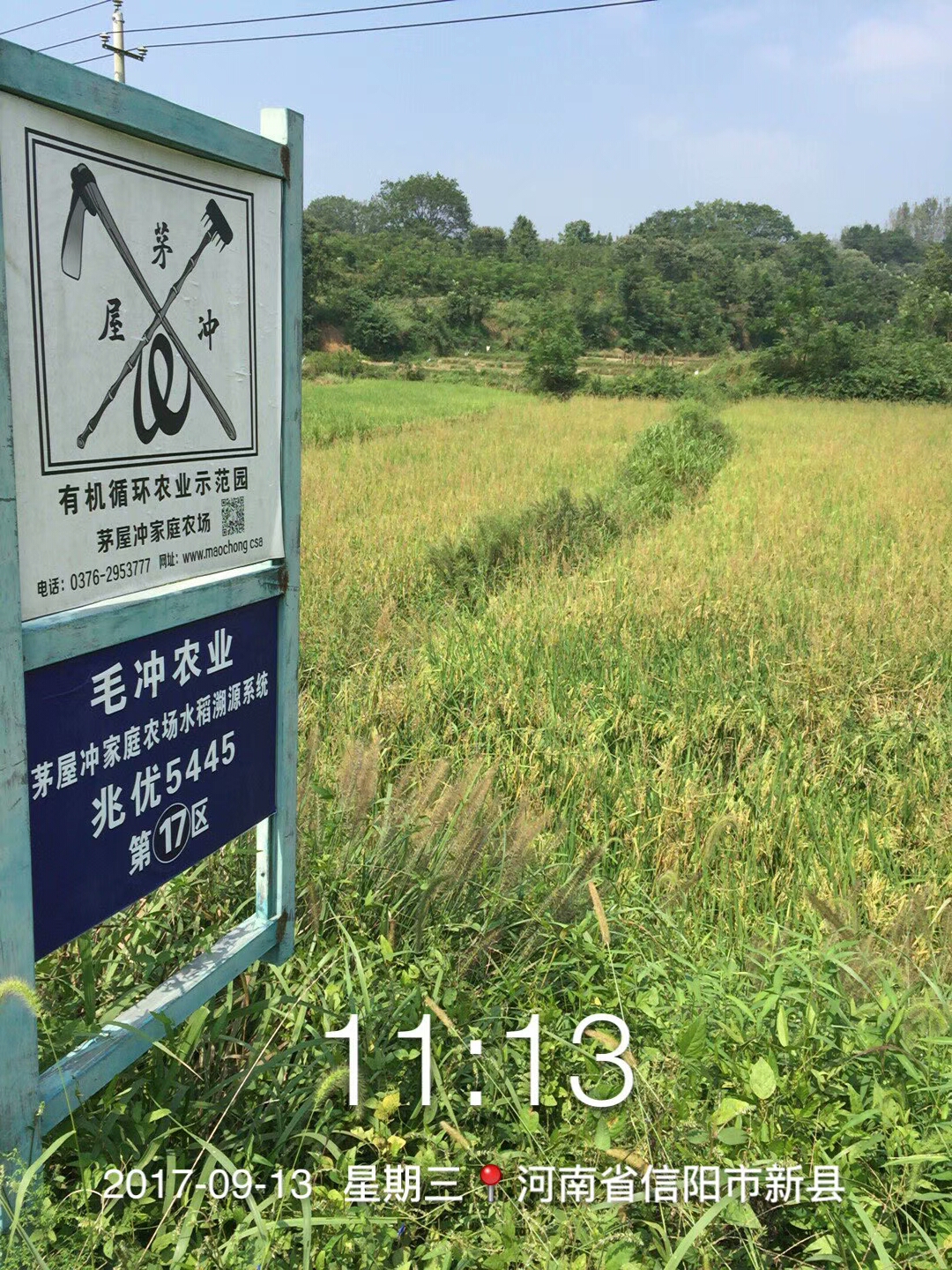 高端优质稻兆优5455湘米工程首推品种政府年采购量70万斤