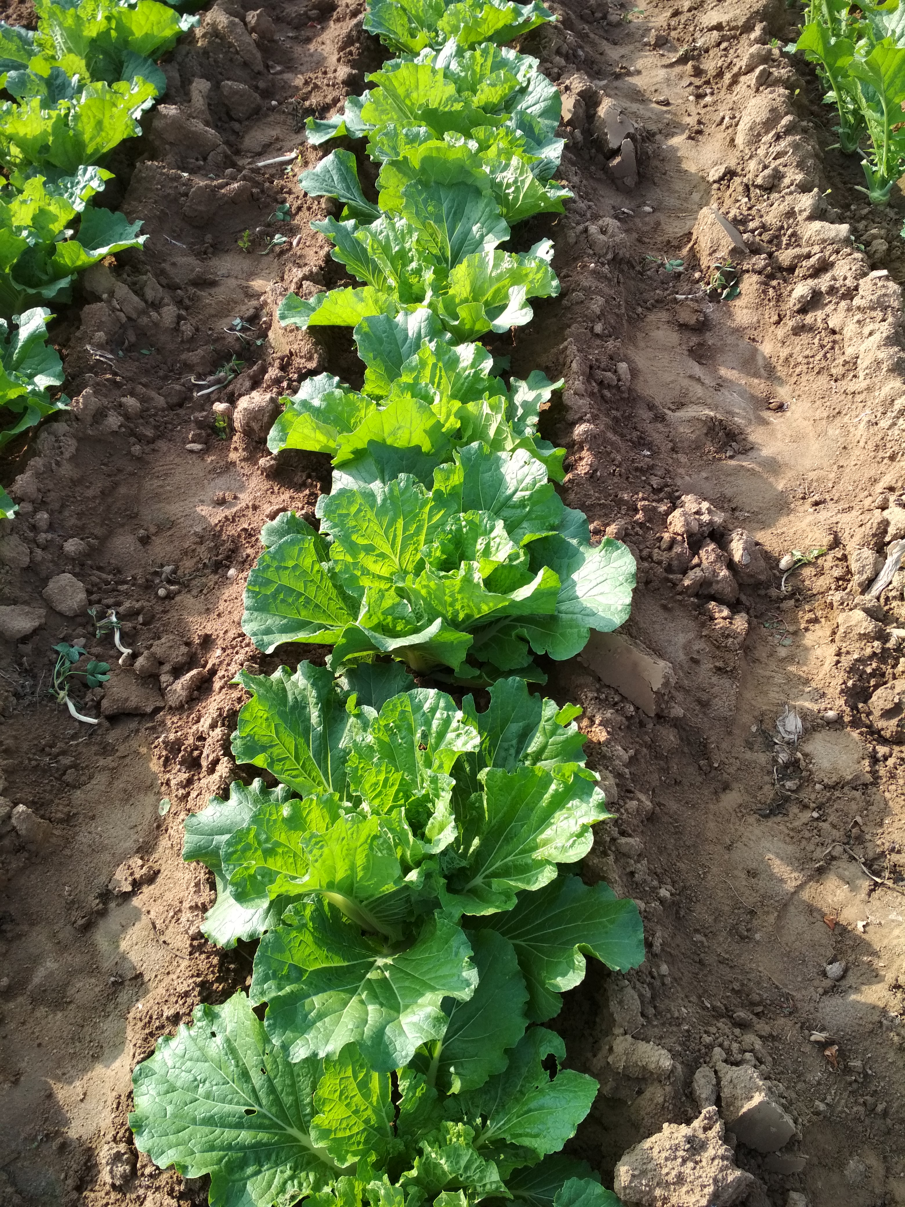 【田园记者】大白菜移栽_种植圈_191农资人 - 农技社区服务平台