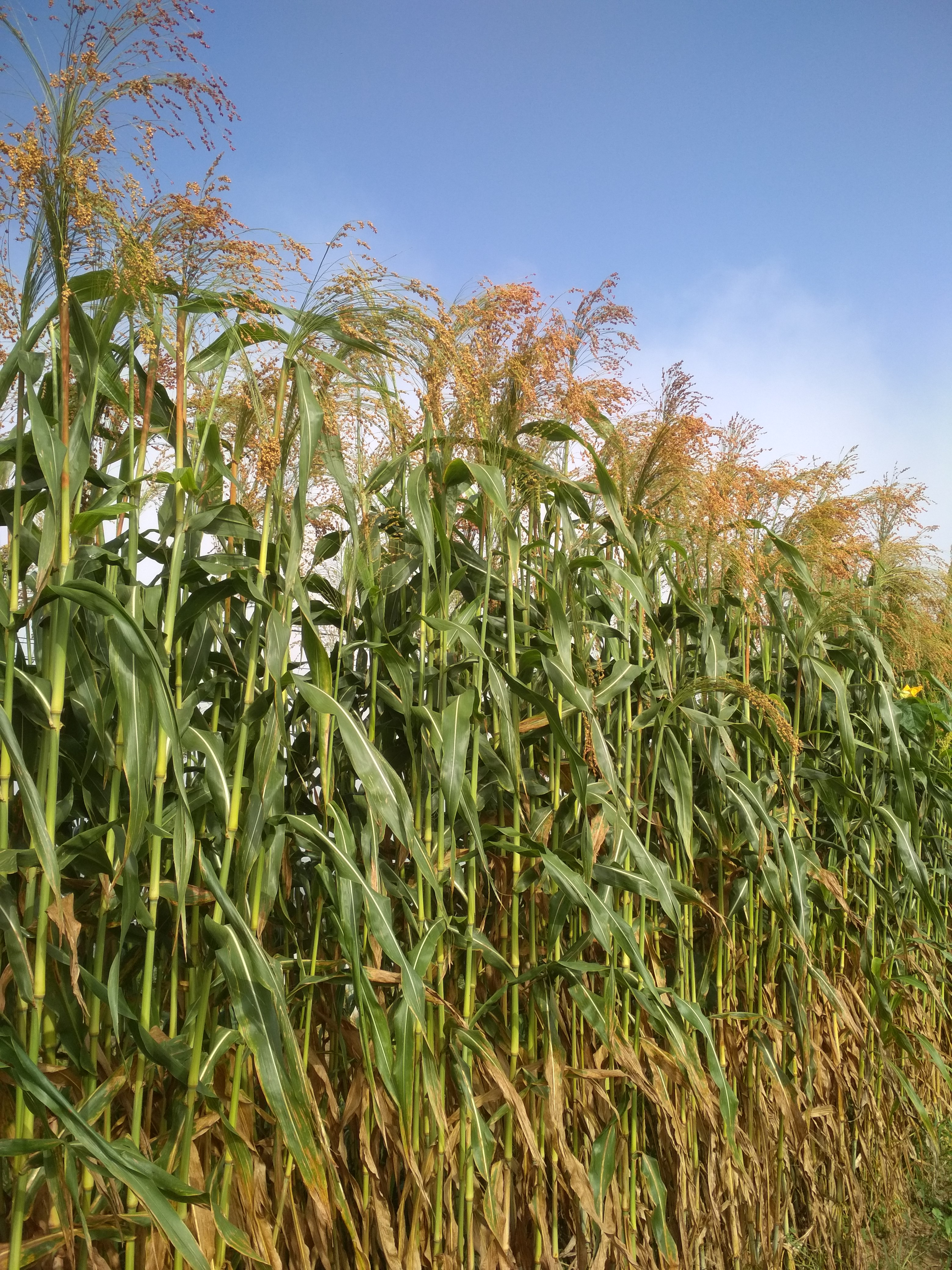 希望田野红高粱