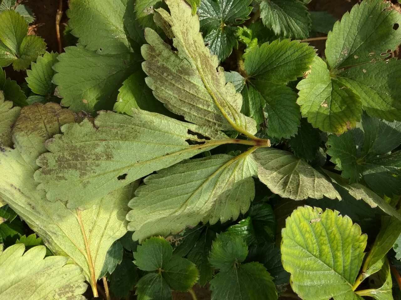 草莓葉片是什麼病害