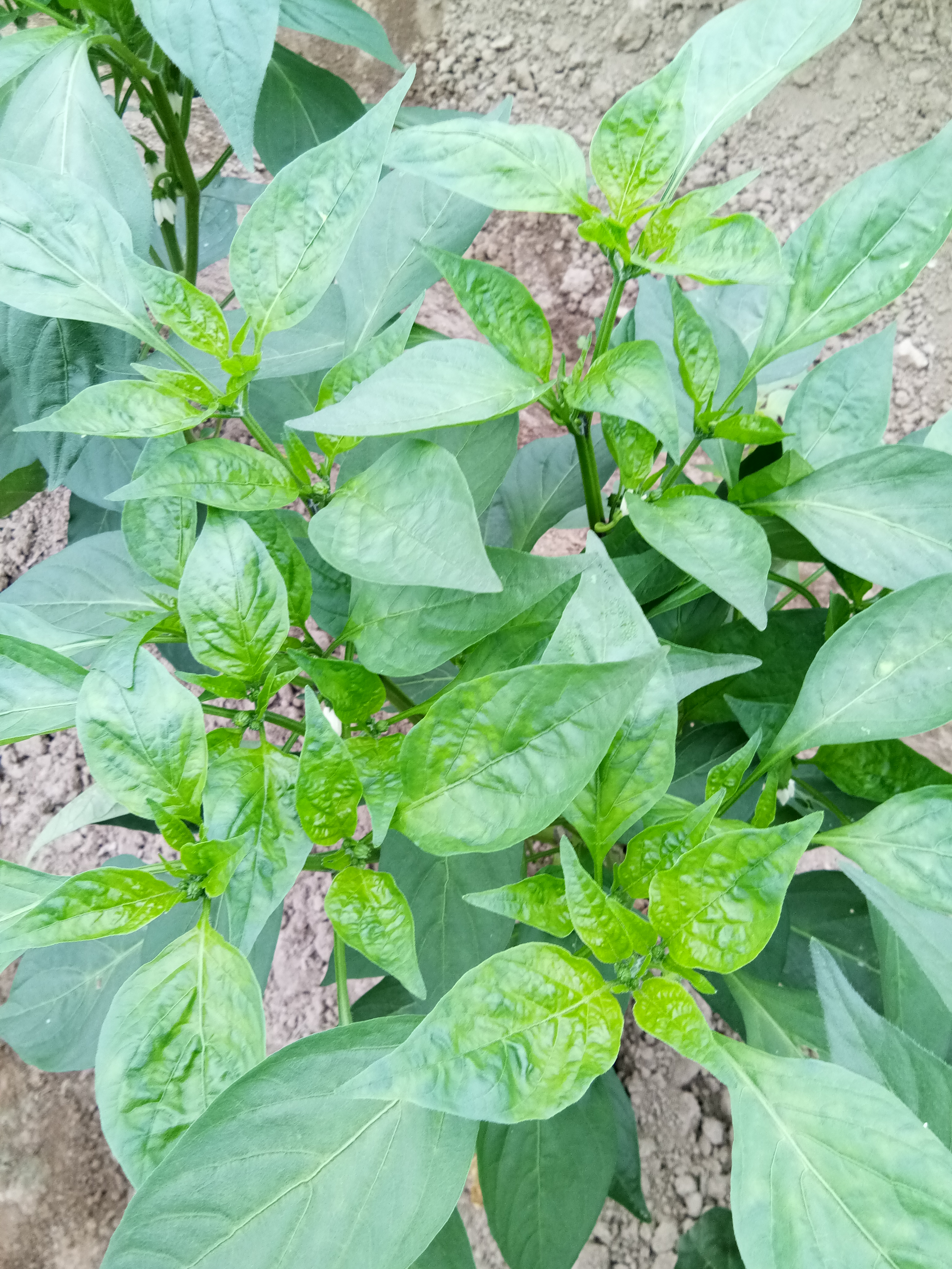 帮忙看看辣椒叶什么情况?