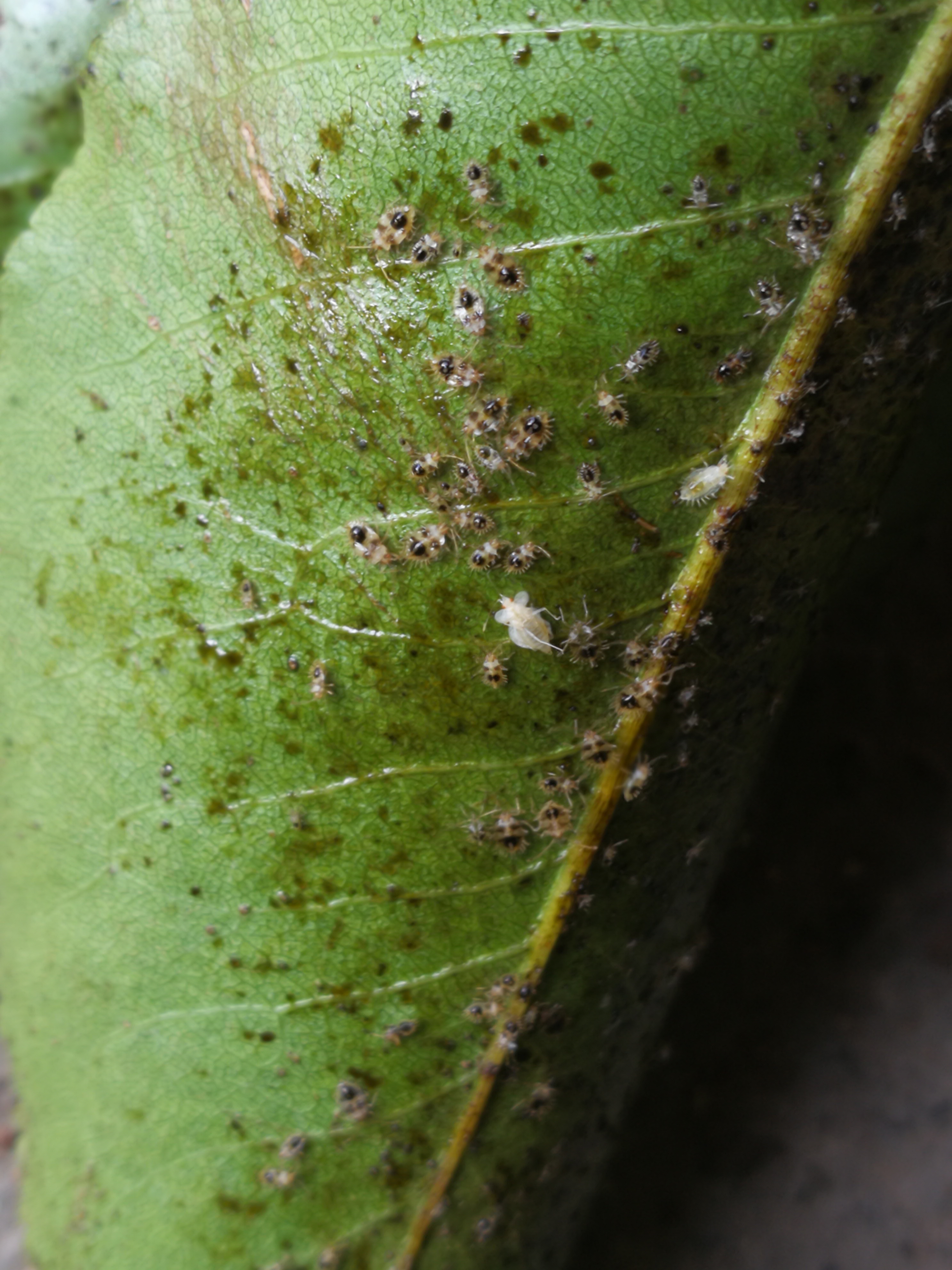 梨树上的什么虫,用什么药打好?