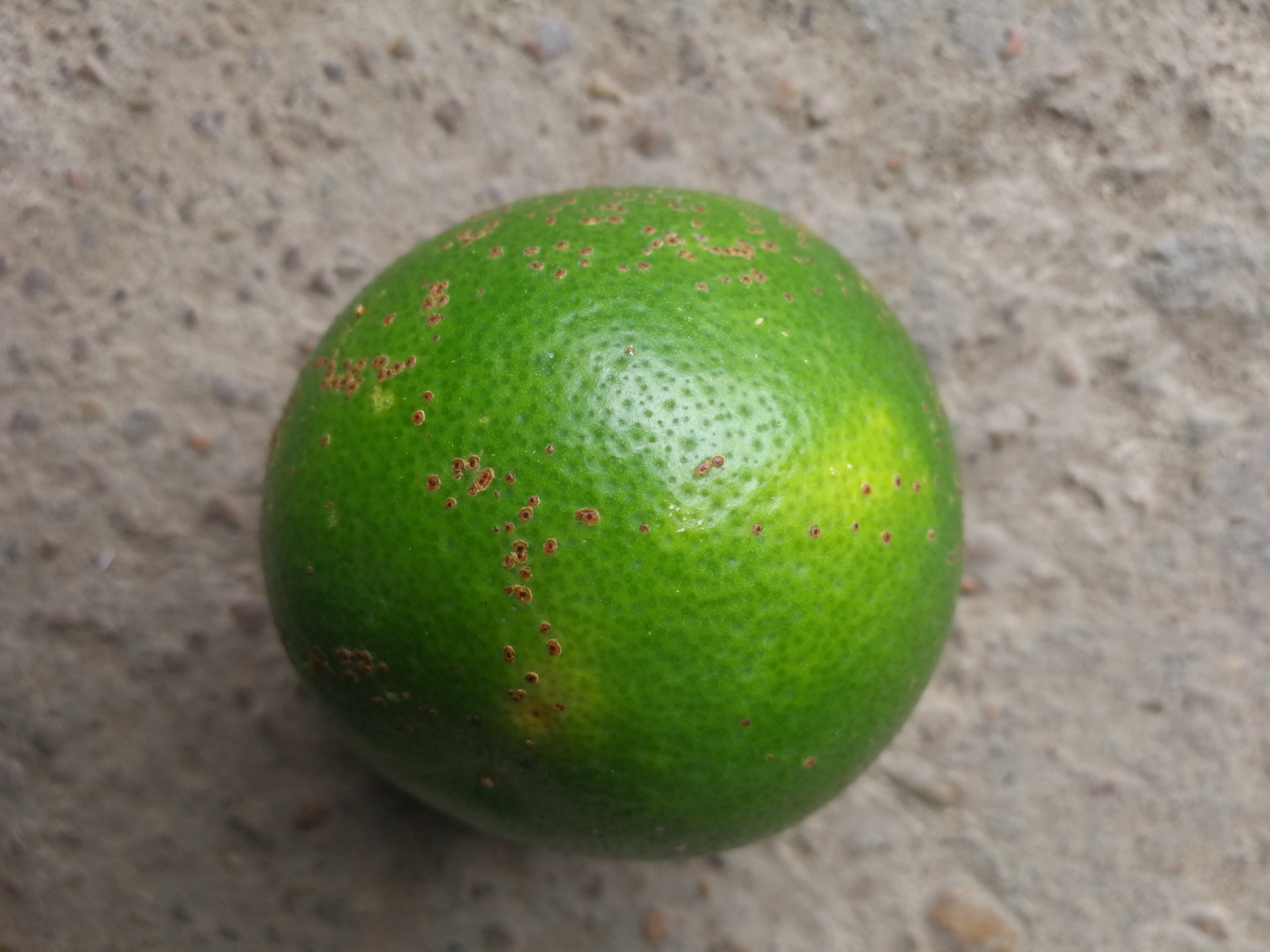 这是介壳虫还是黑点病