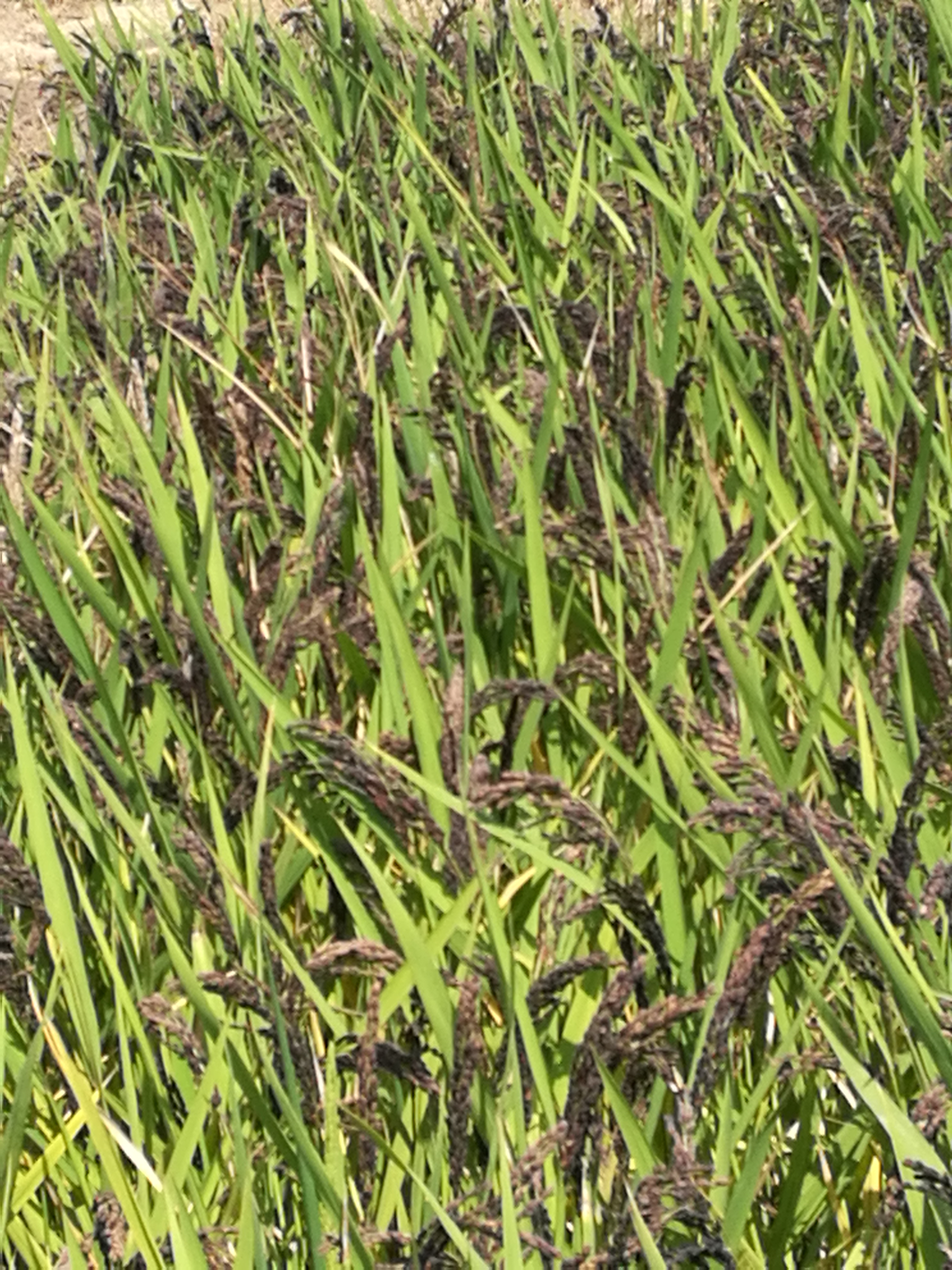 【希望田野】黑稻