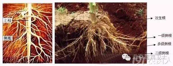 专家观点：根系就是植物的大脑！ - 肥料应用 - 191农资人 - 农技社区服务平台 - 触屏版