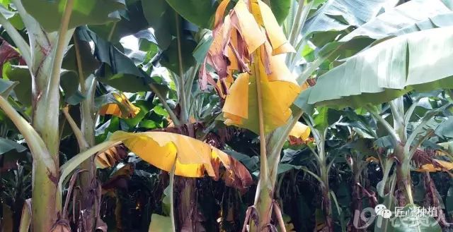 黄化辩得清 香蕉种得好