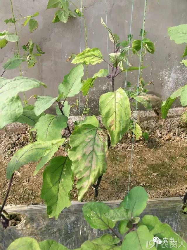 茄子5大病害,如何识别和用药,这篇文章全了!
