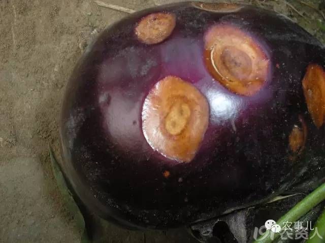 茄子5大病害,如何识别和用药,这篇文章全了!