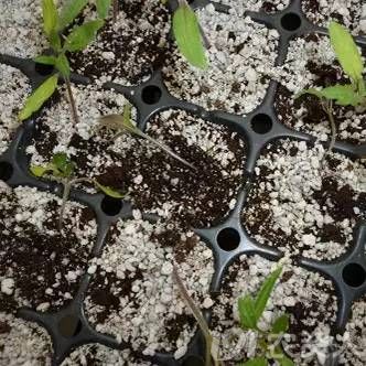 植物病害之真菌