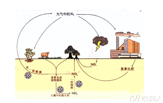 果树施采果肥的重要意义