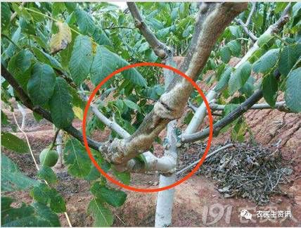 人有肿瘤,植物也有肿瘤,今天让大家开开眼