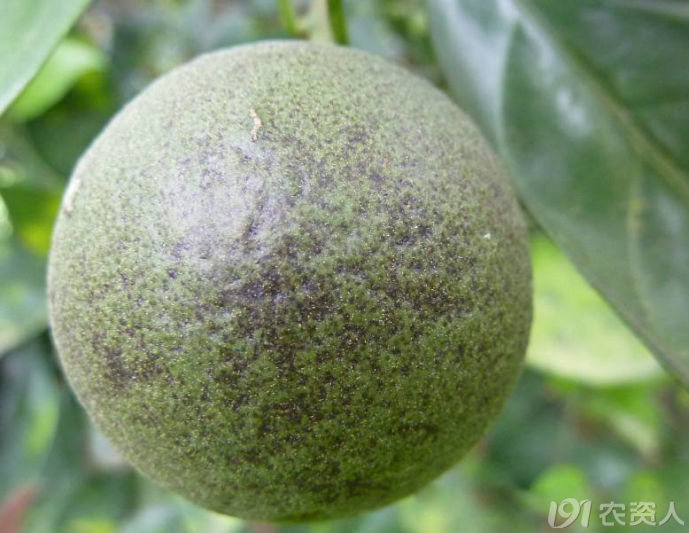 柑橘变成"罗汉果"? 小小锈蜘蛛,不容忽视!