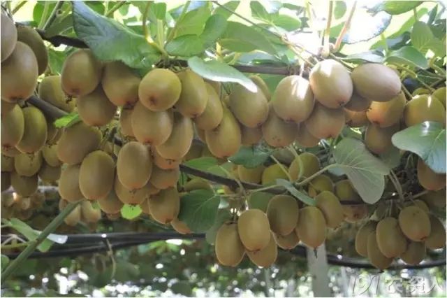 三大主流品种,带您走进"水果新王"猕猴桃的世界!