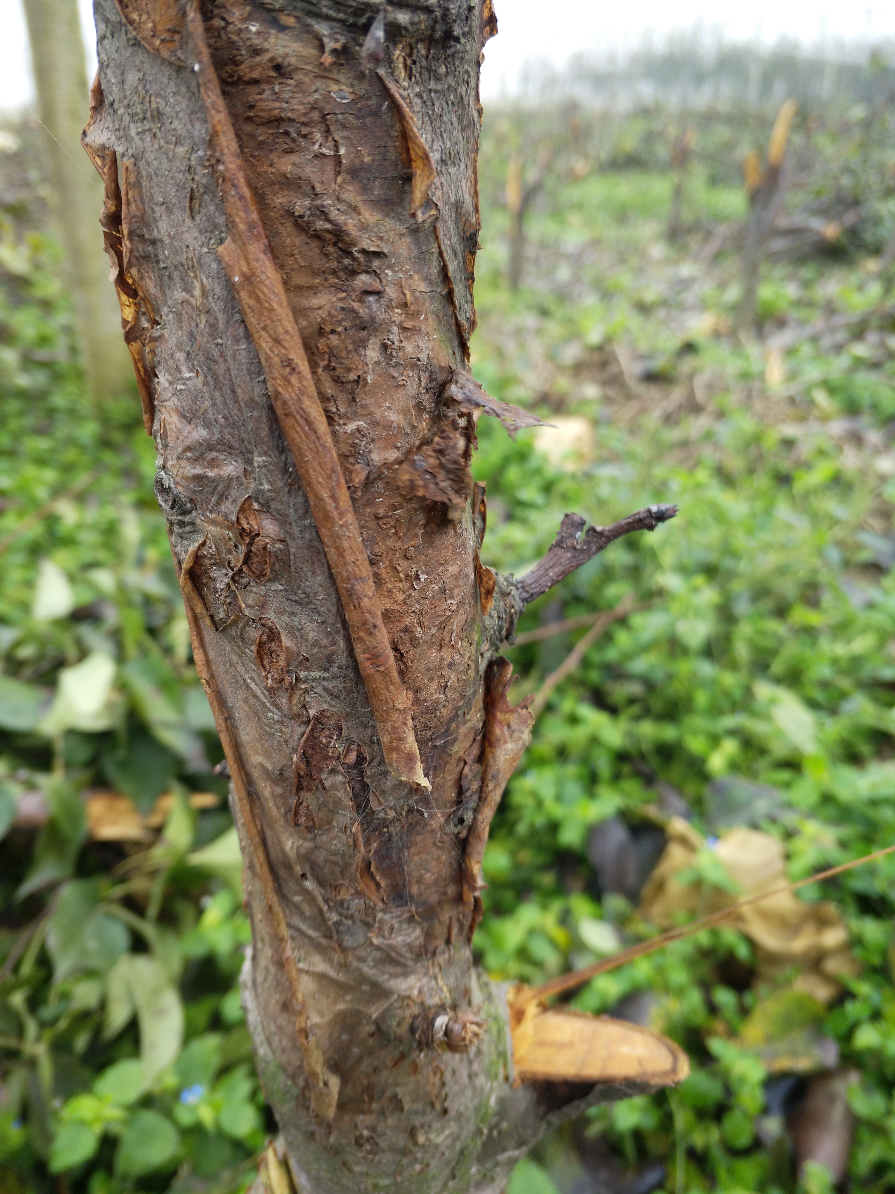 梨树病害1怎么办