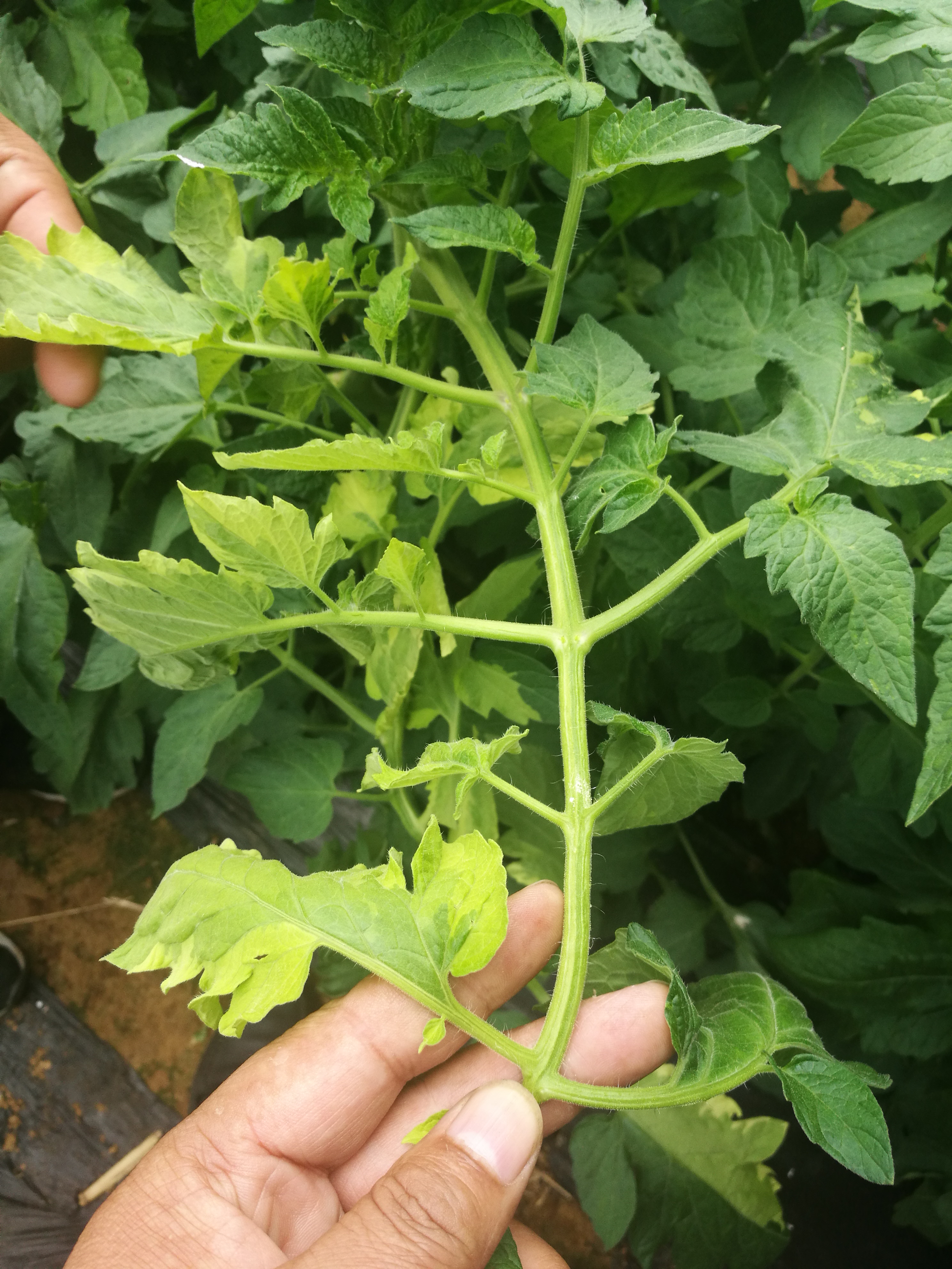 西红柿叶片变色