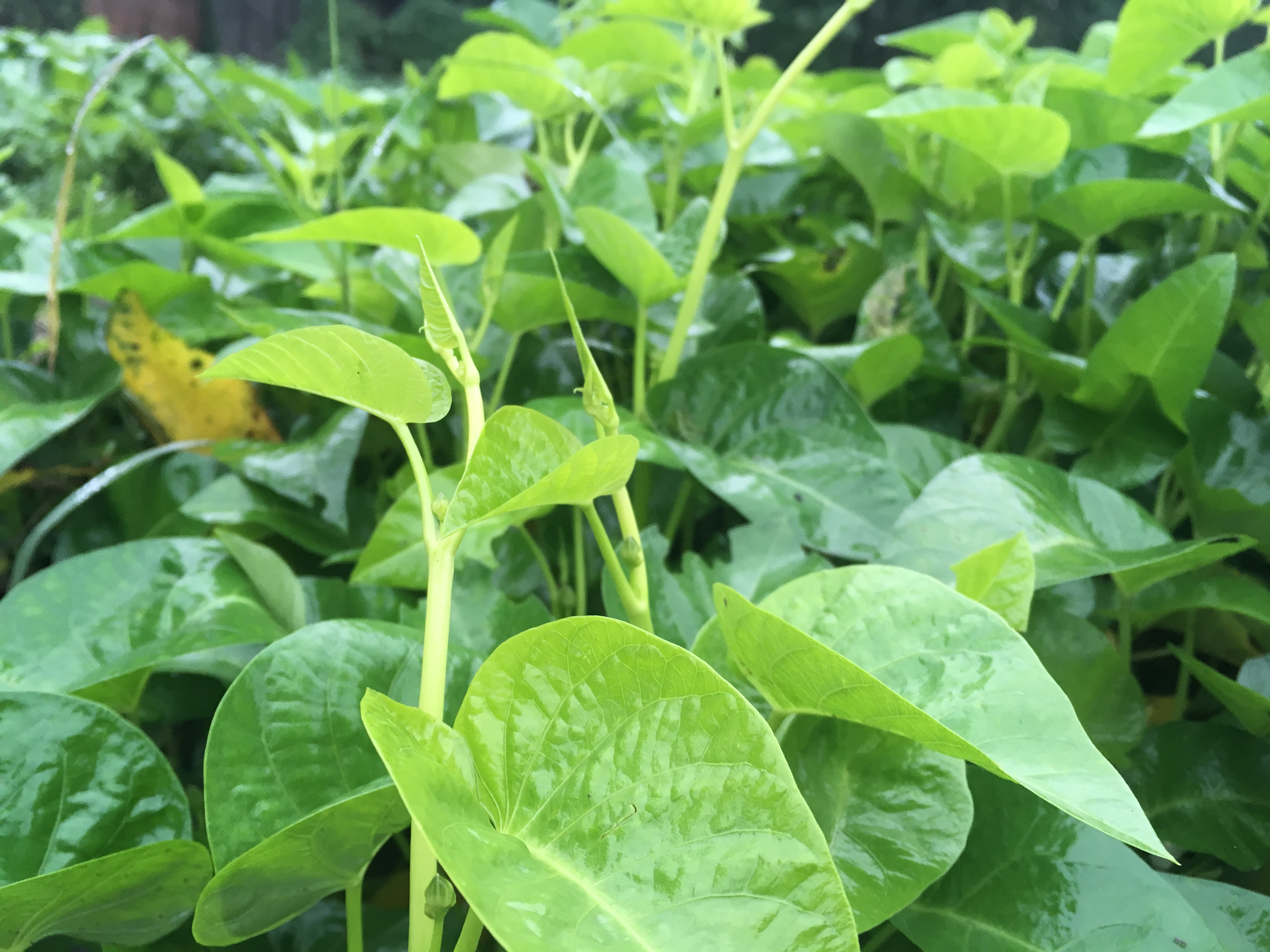 晒秋天雍菜慵态