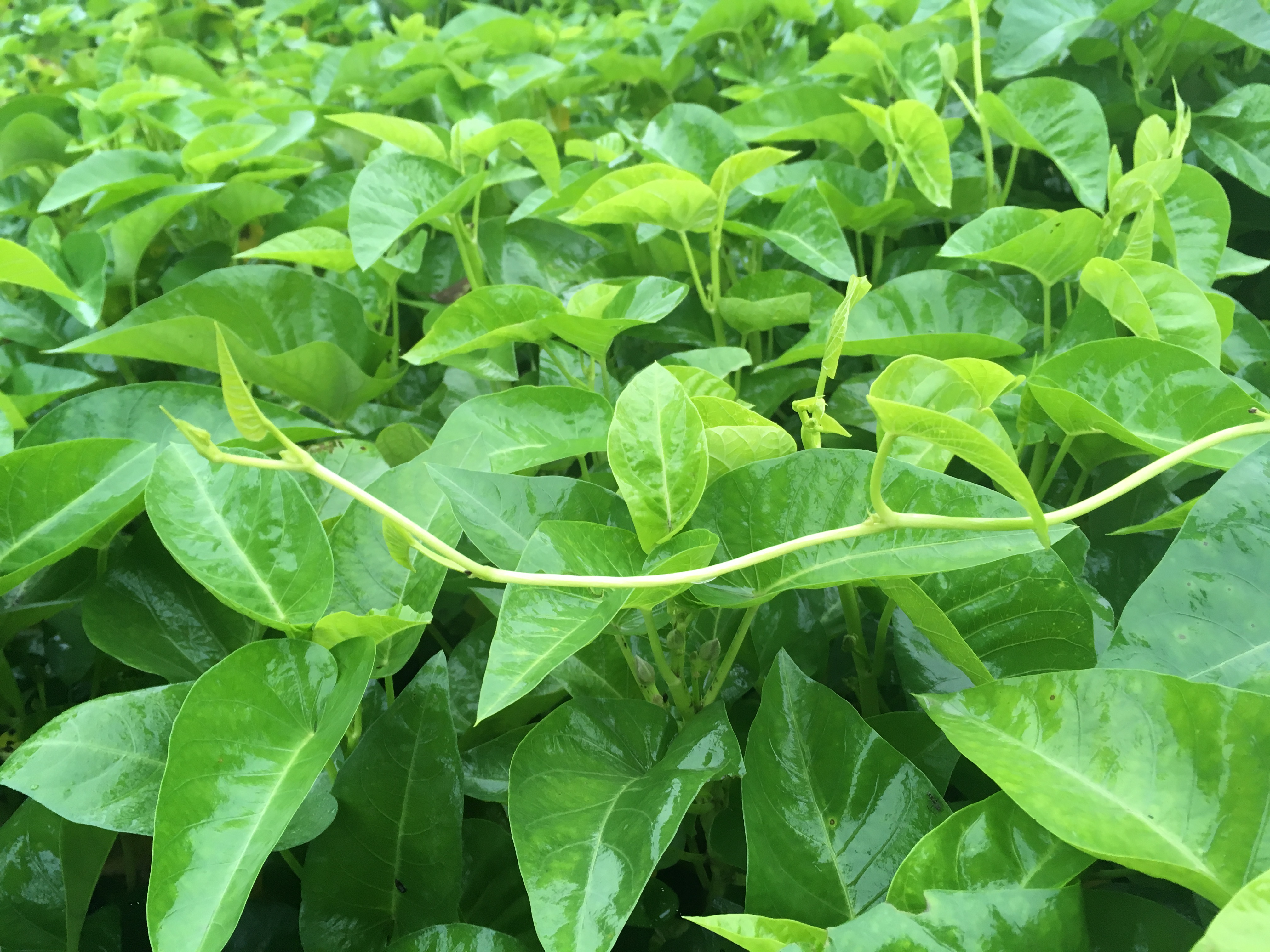 晒秋天雍菜慵态