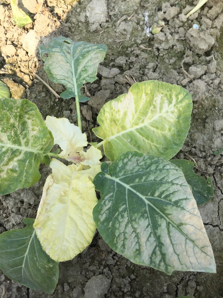 花菜新叶白化