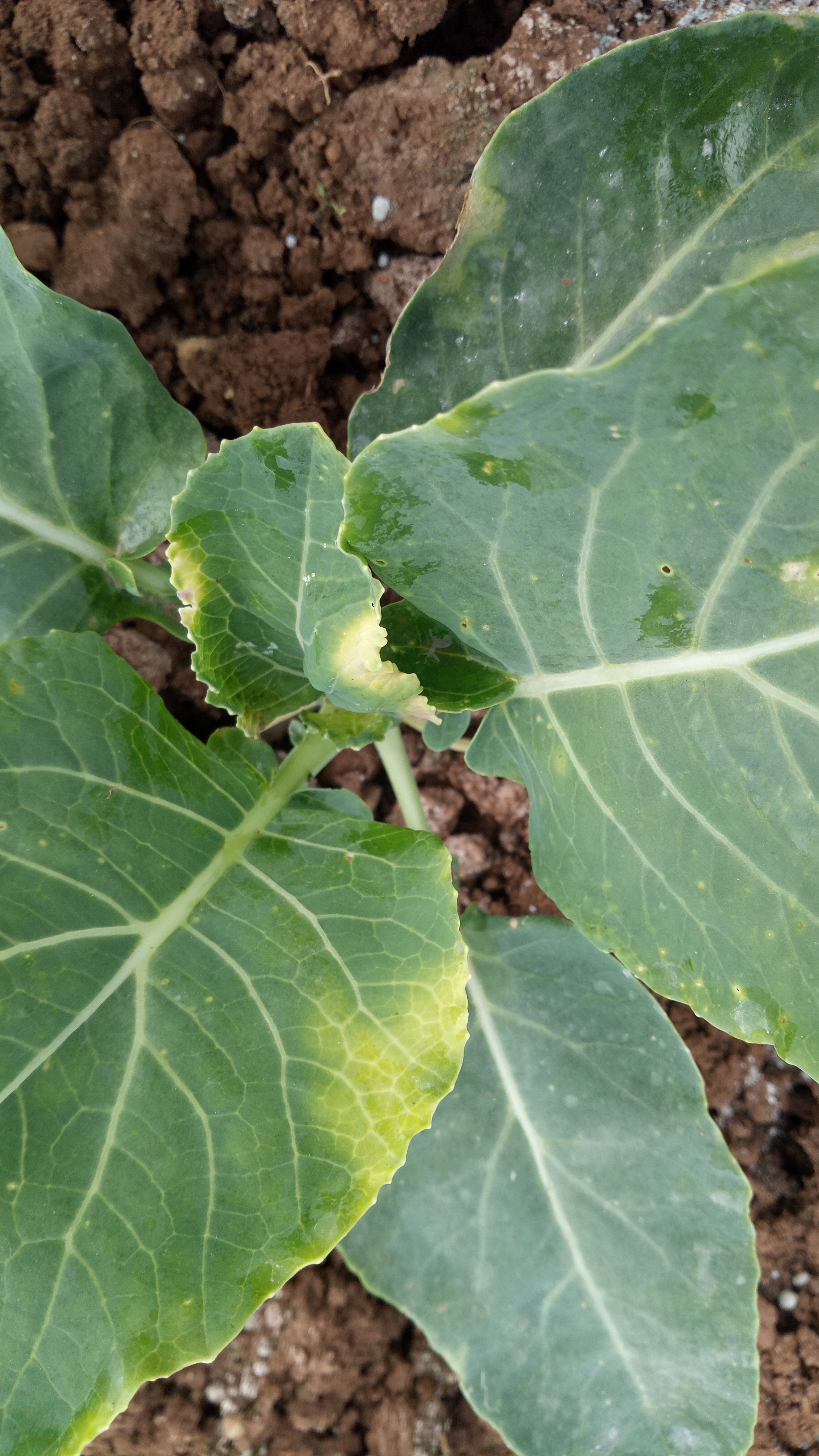 花椰菜什么病,还是药害?