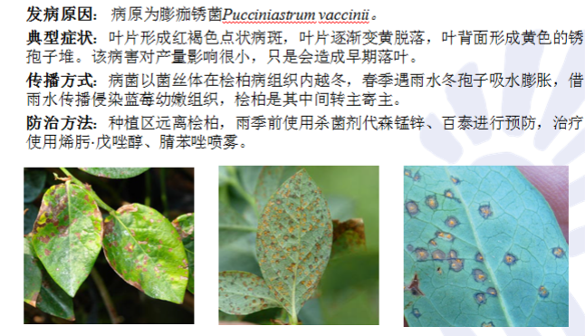 蓝莓叶锈病