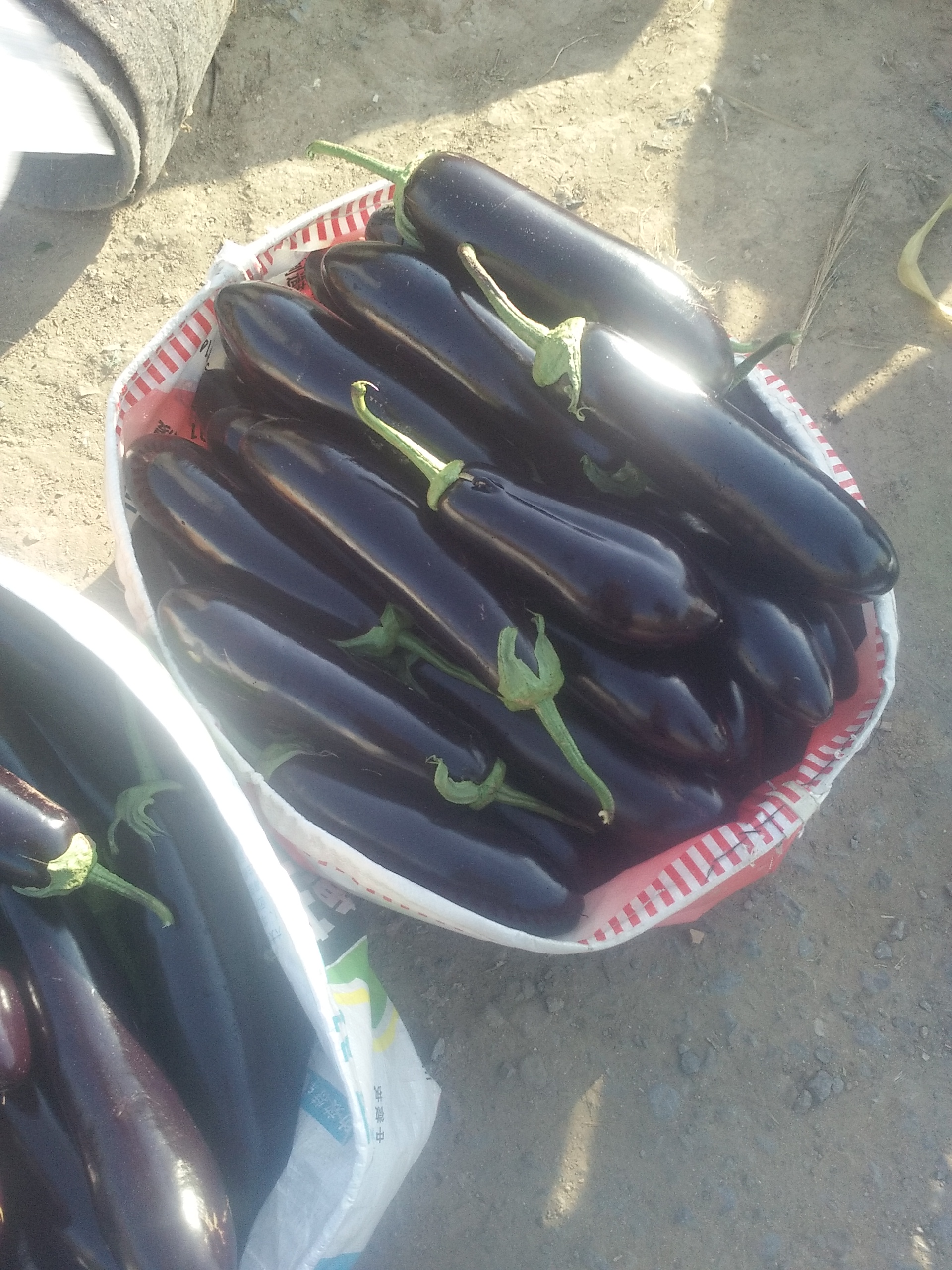 山东寿光大量绿把长茄上市