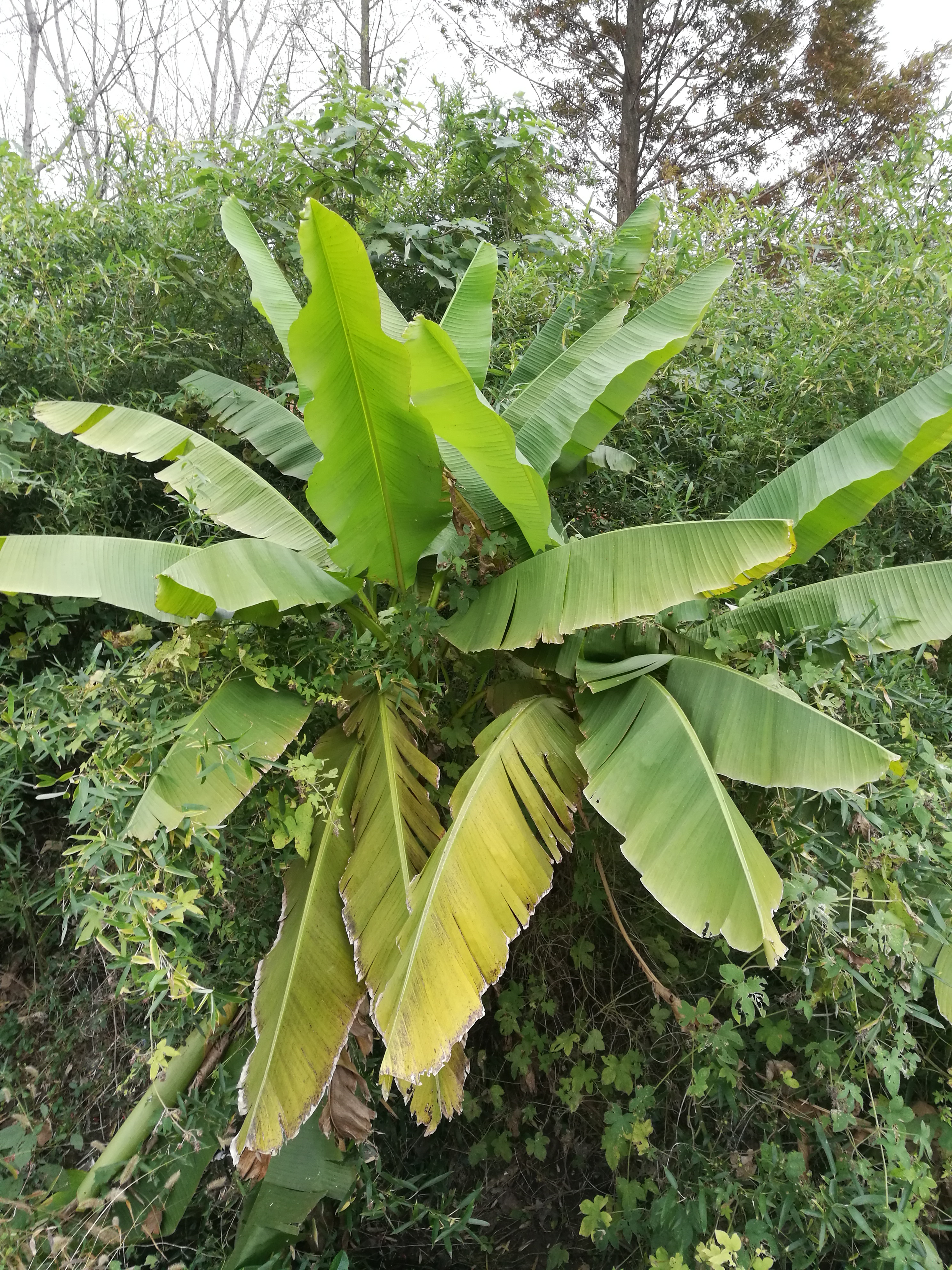 晒秋天芭蕉树