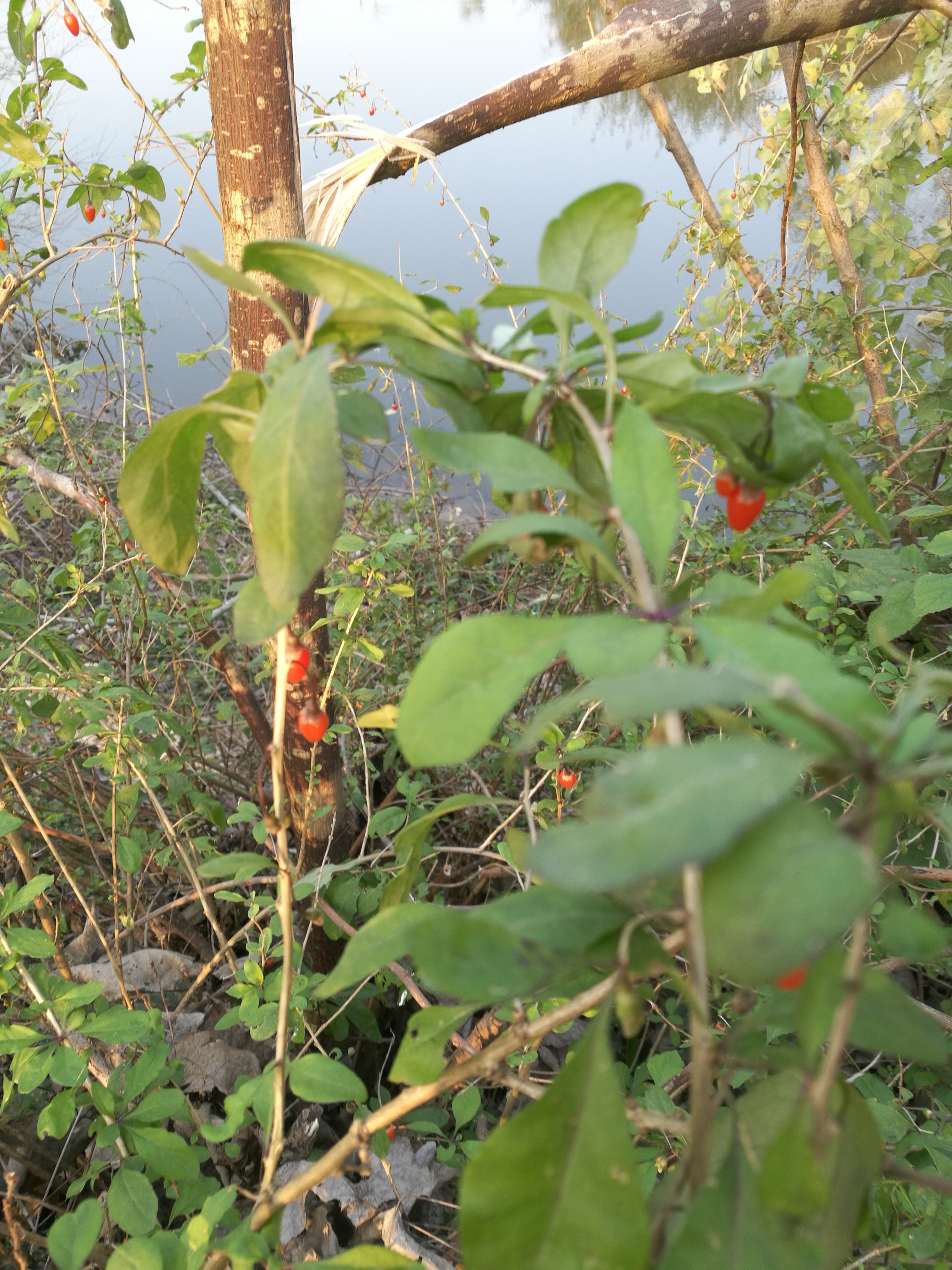 晒秋天野生枸杞子