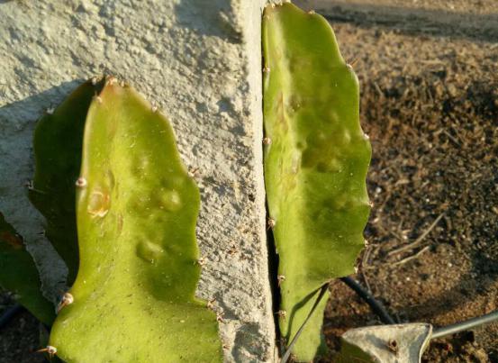 注意啦,火龙果将再次迎来寒冬的考验!