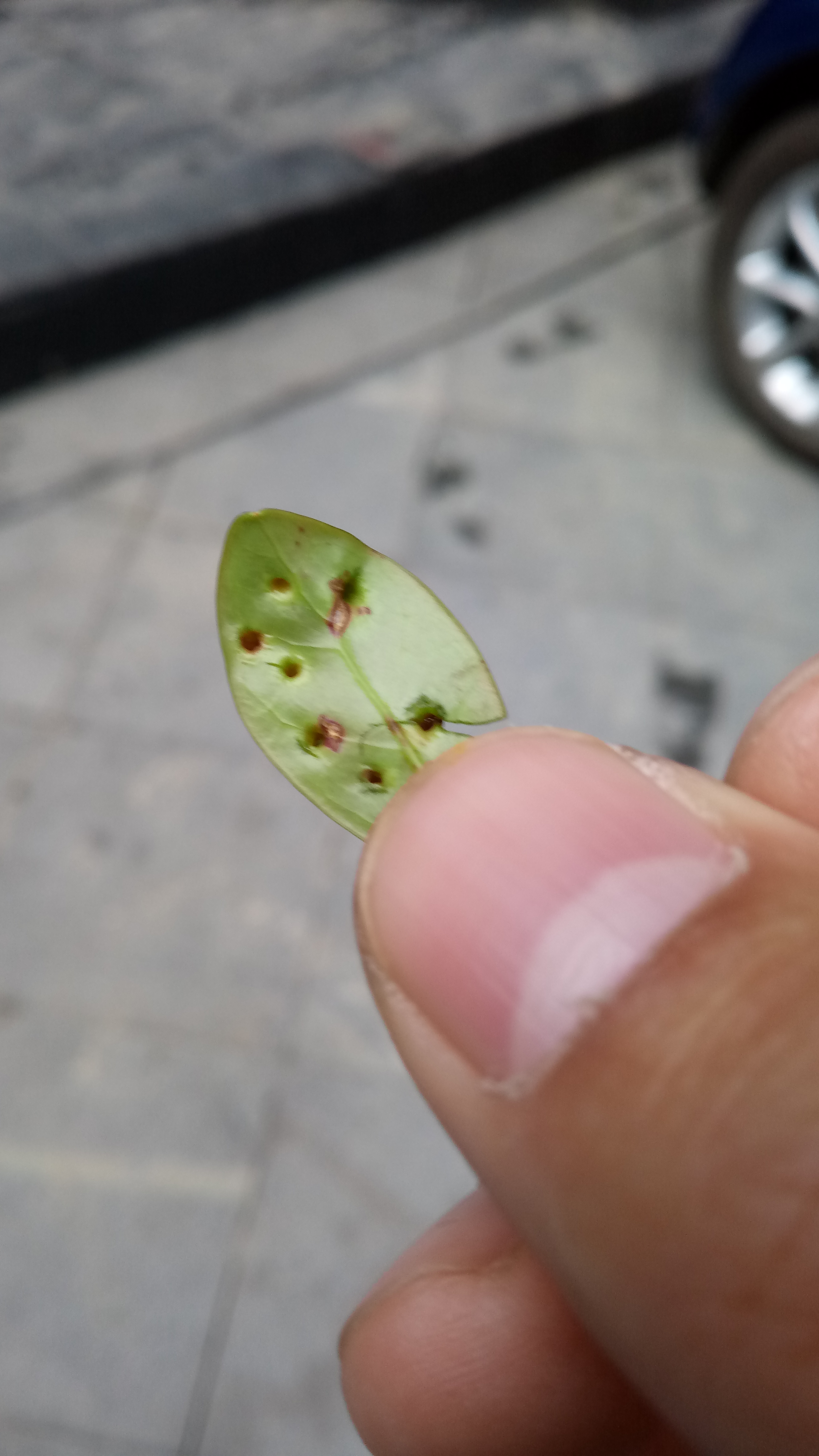 鸭脚木上的病害