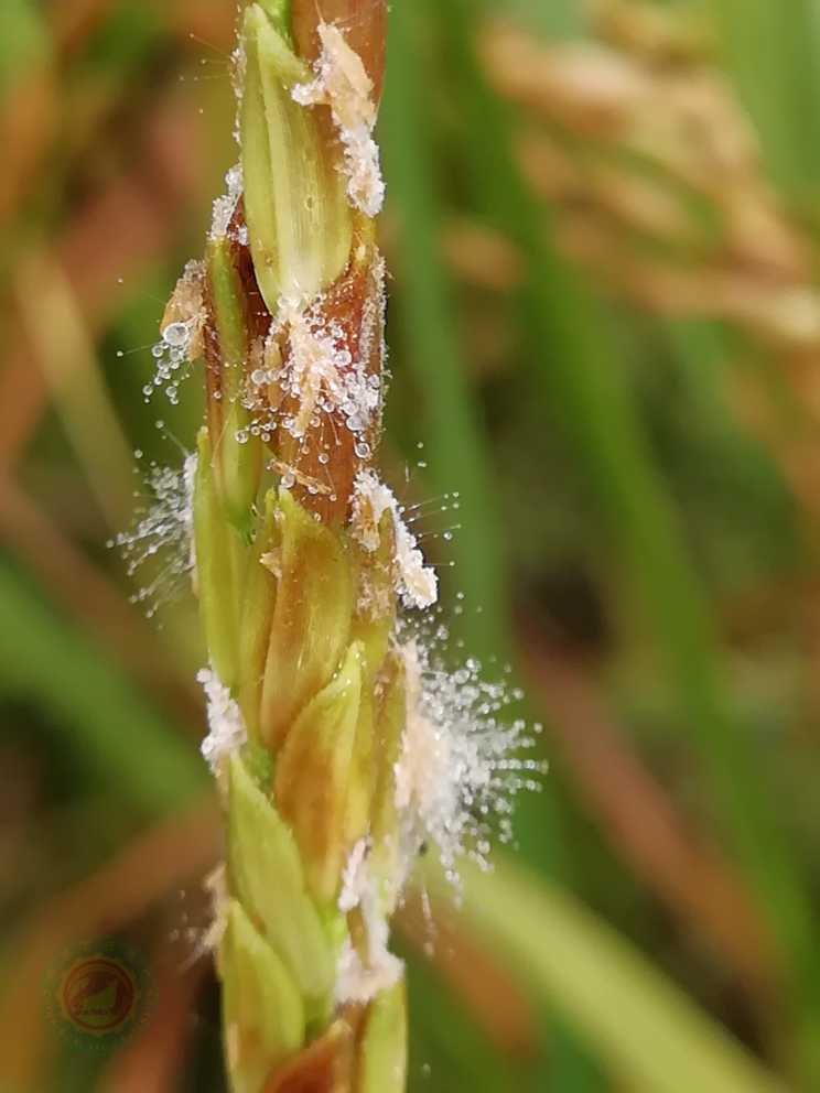 水稻叶鞘腐败病