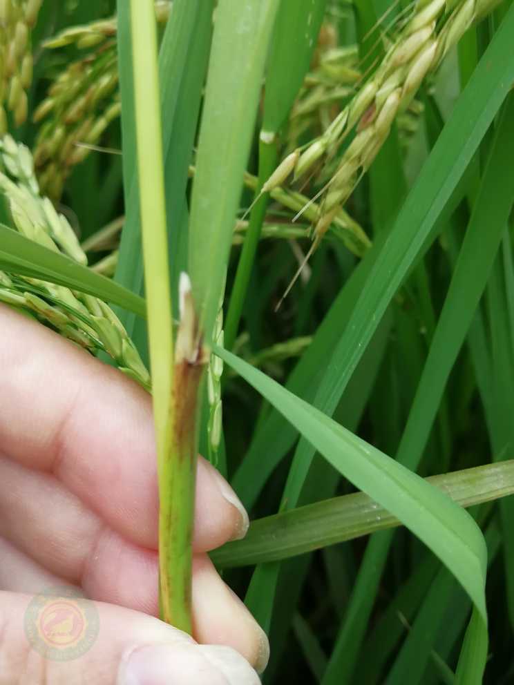 水稻叶鞘腐败病