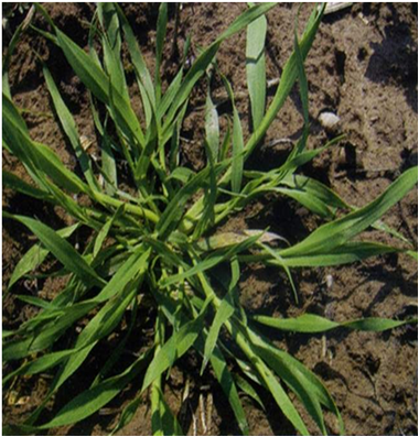 野麦子专用除草剂,野麦子用什么除草剂打    根茎为白色,幼苗叶片初出