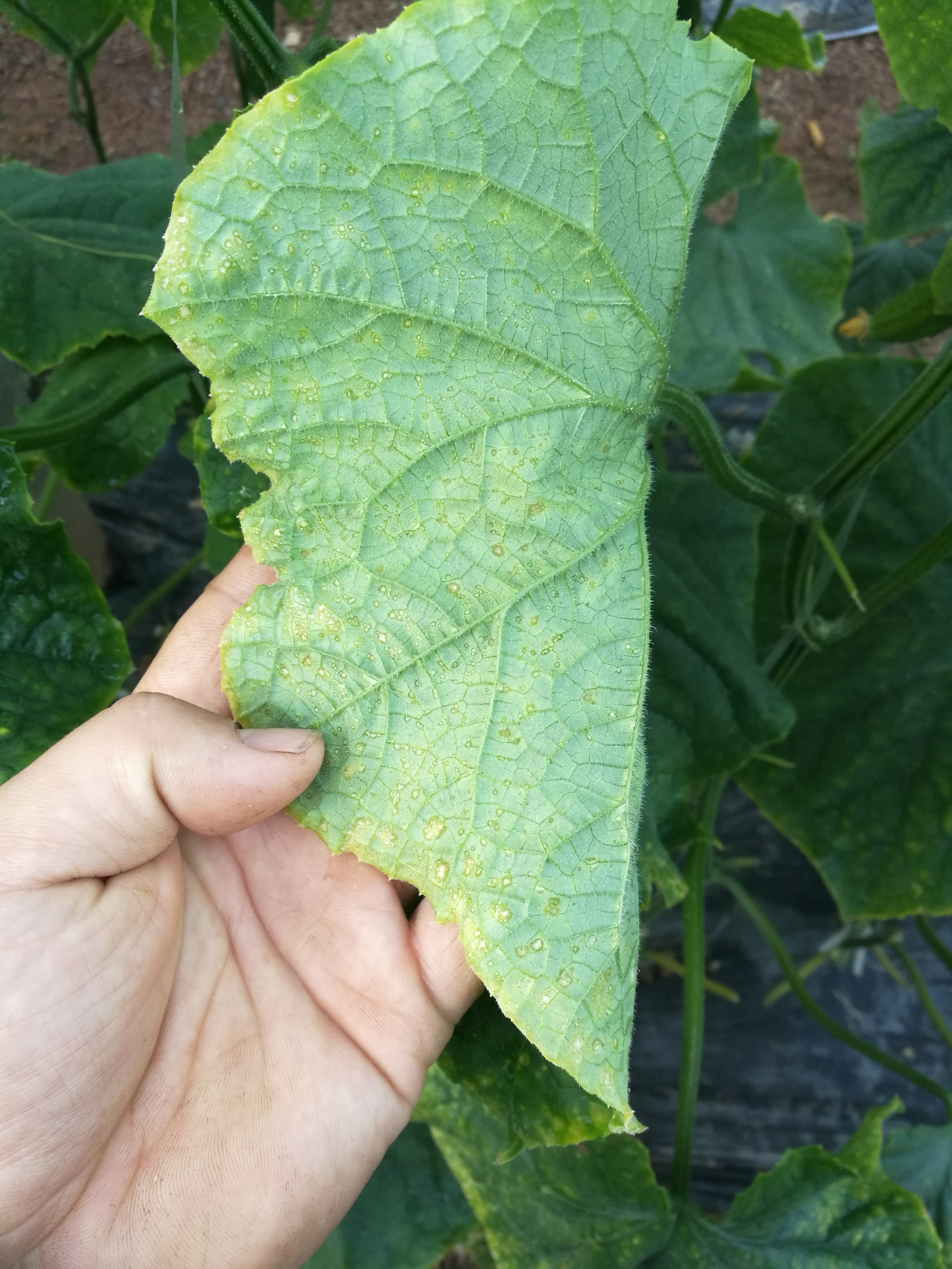 黄瓜靶斑病又不像求教请各位专家指点迷津