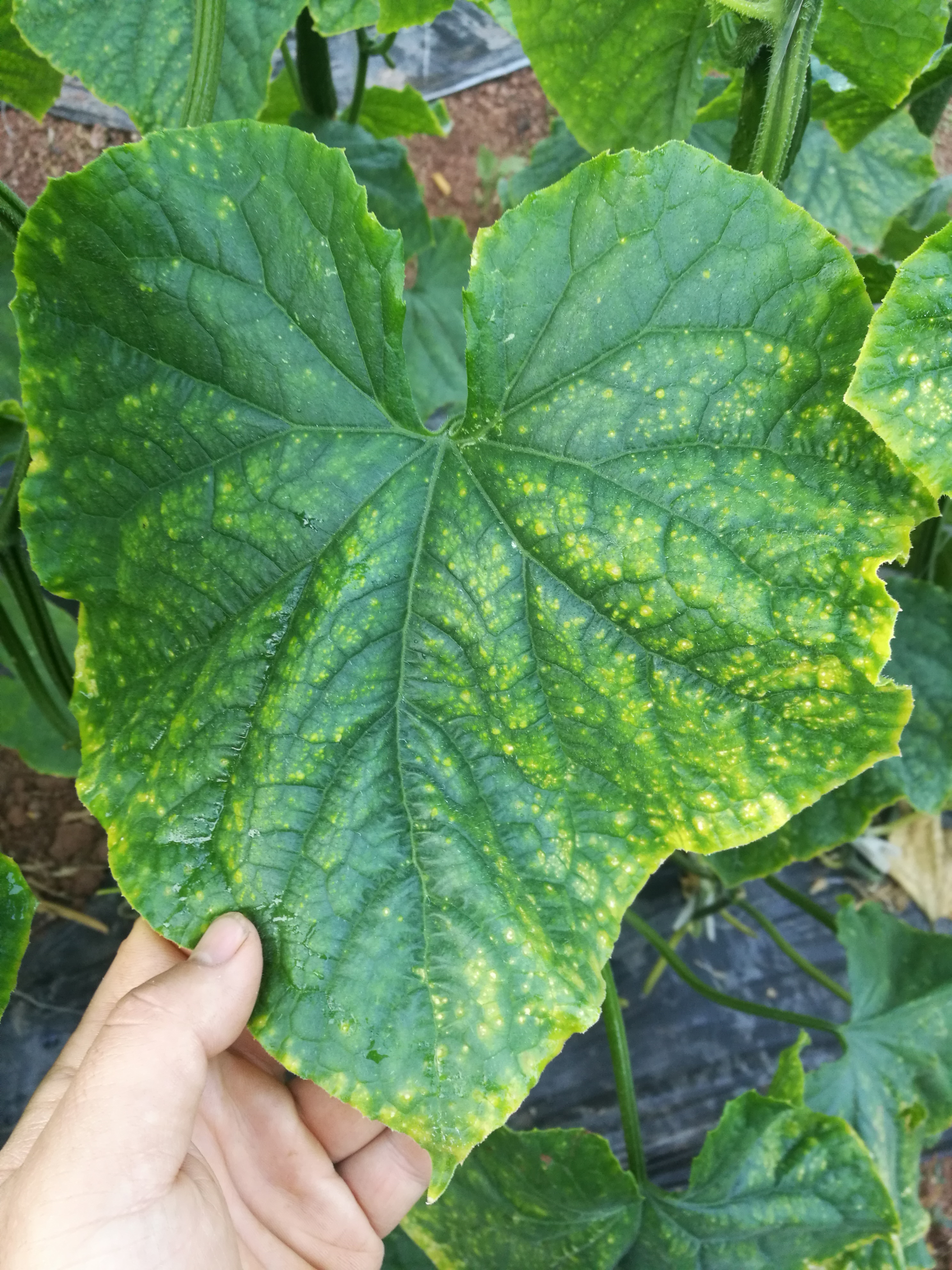 黄瓜靶斑病又不像求教请各位专家指点迷津