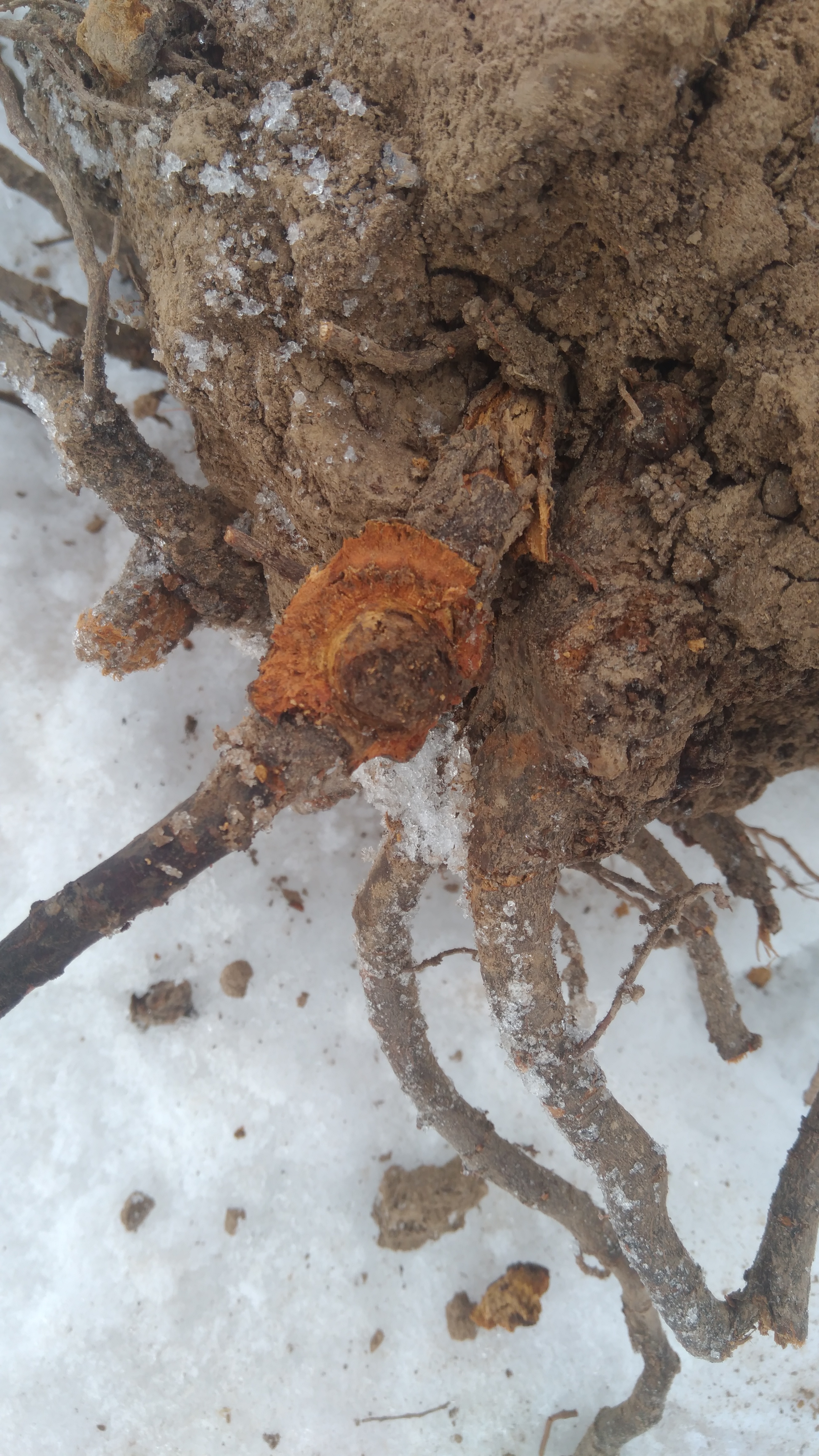 治疗果树根瘤病原来这么简单