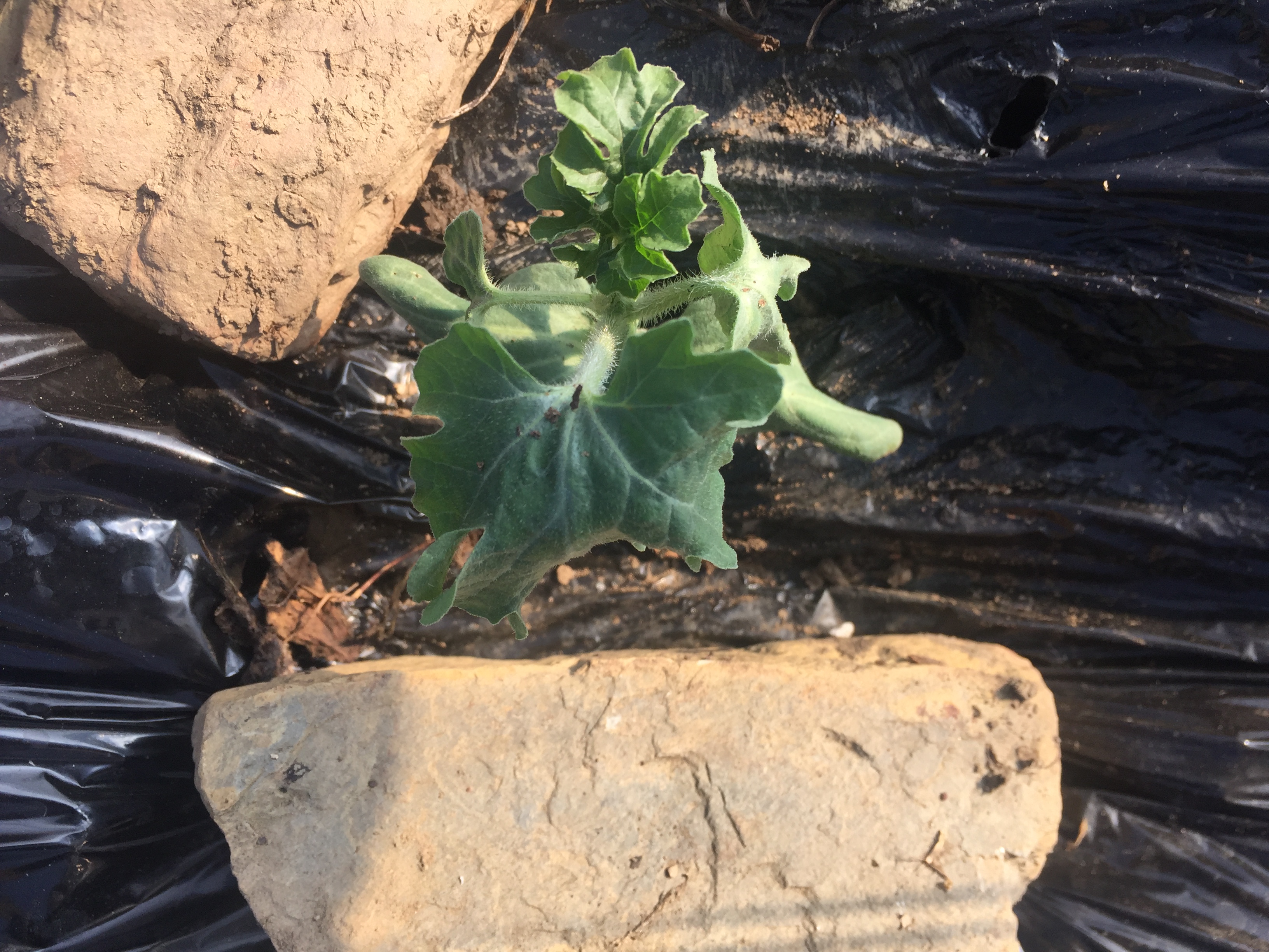 黑美人嫁接西瓜