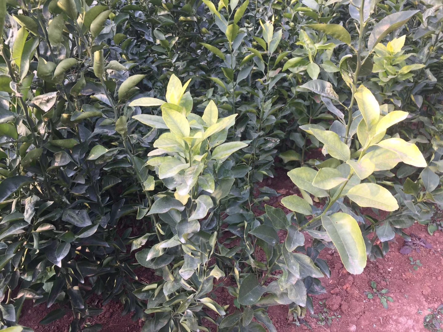 出售枳壳抗病砧木爱媛38