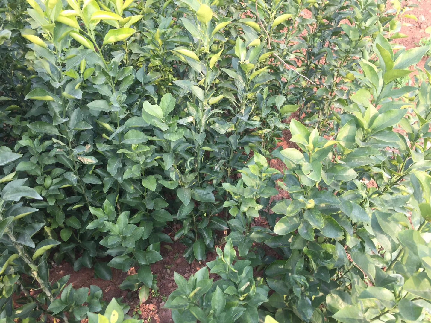 出售枳壳抗病砧木爱媛38