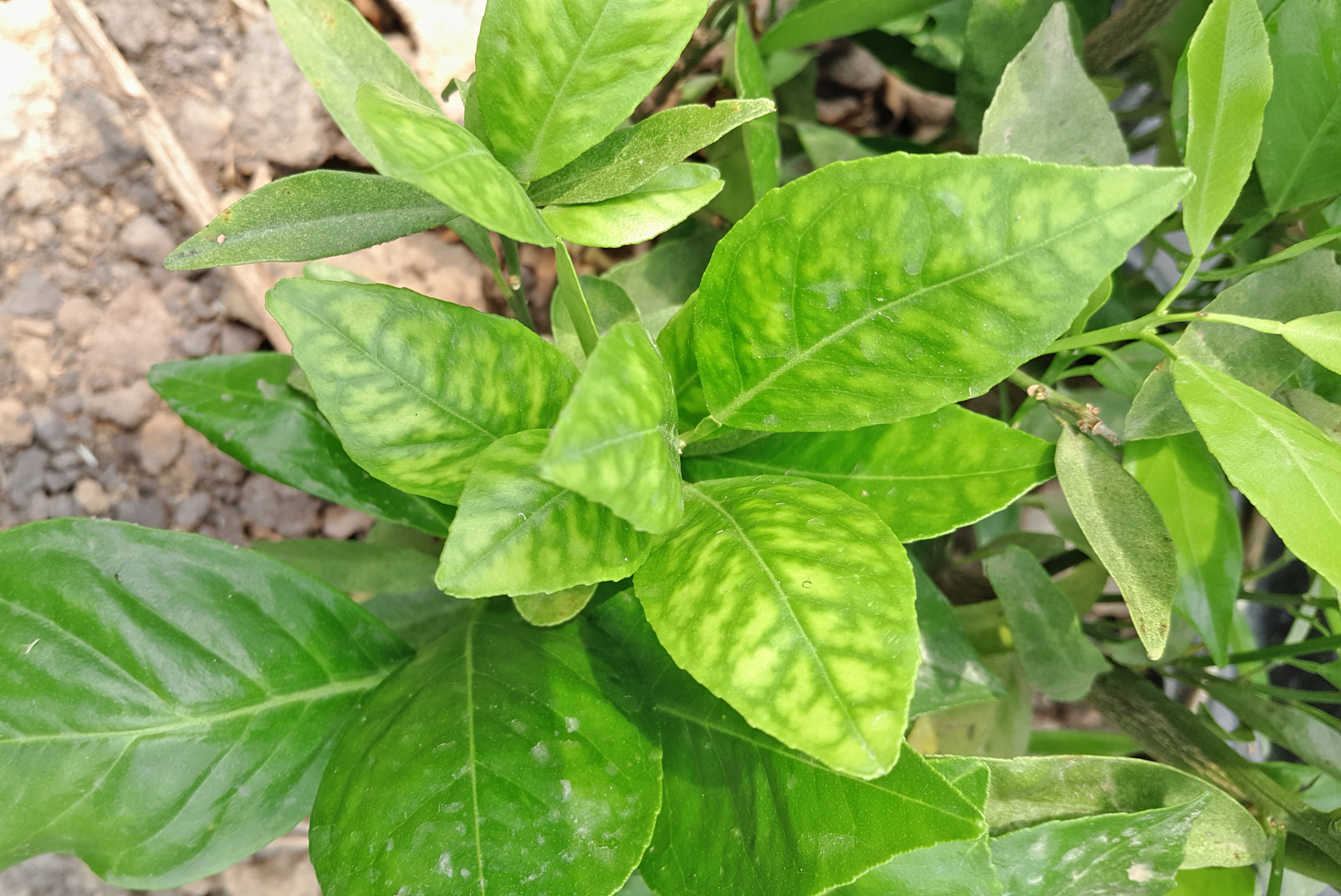 求助大神柑橘树这样的叶片是缺少什么元素还是有什么病