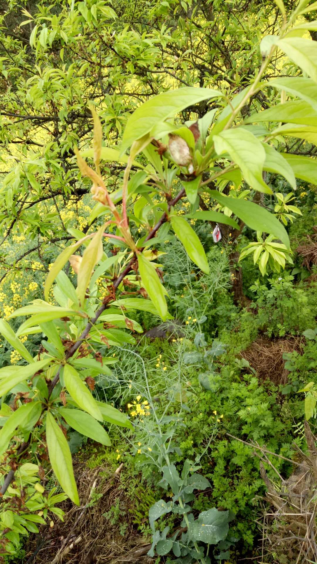 青脆李的袋果病