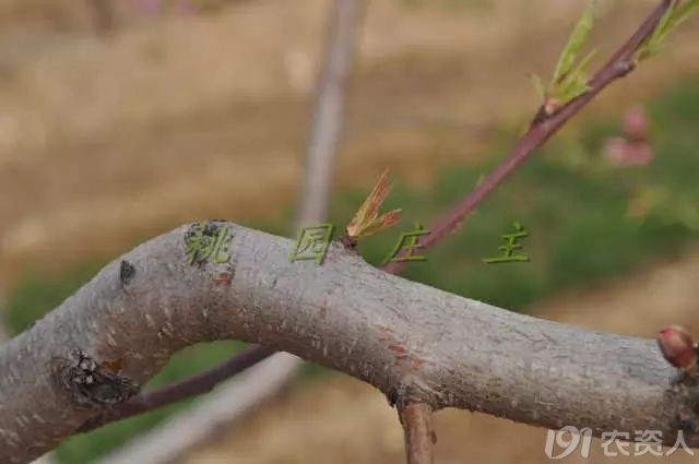 桃樹早春抹芽技術