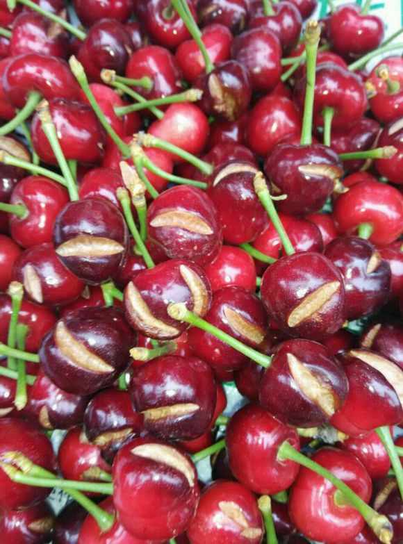 果实裂果原因及防治?