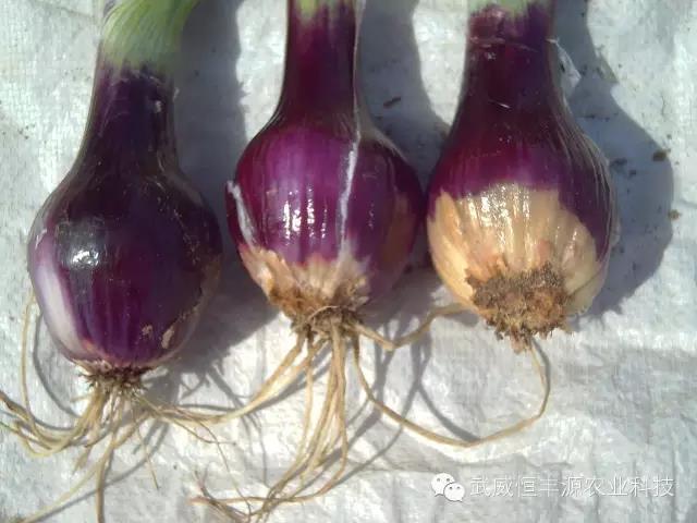 瑞苗清的产品特点与使用技术