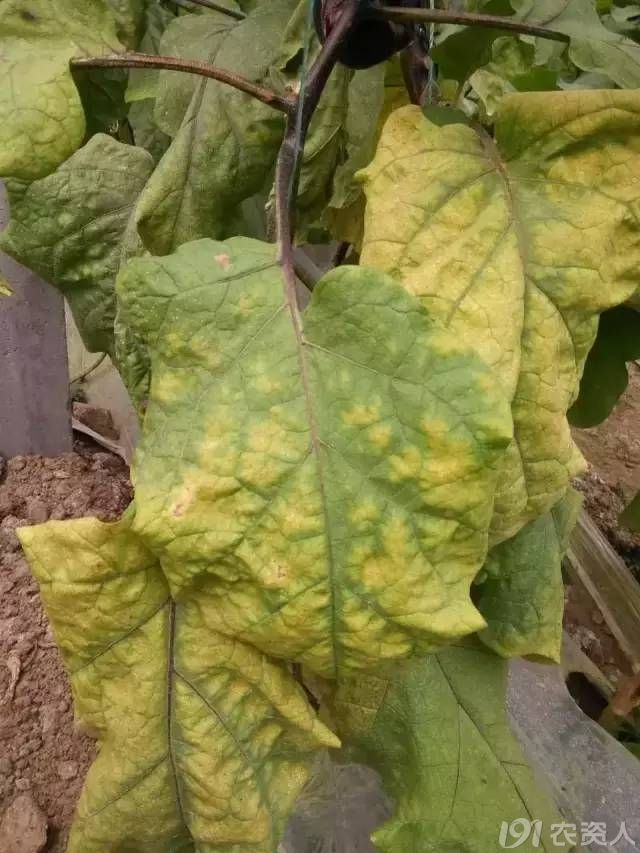 近期大棚茄子黄叶,为啥这么严重?